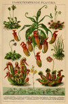 thmbnail of Insektenetende planten