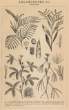 thmbnail of Leguminosen III (Mimosaceeën)