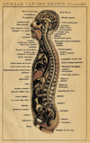 Prent Lichaam van den Mensch (Doorsnede