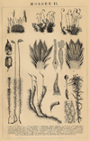 Afbeelding van de prent Mossen II Prent Mossen II
