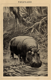 Prent Nijlpaard
