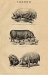 Afbeelding van de prent Varkens II Prent Varkens II