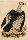 thmbnail of Condur Vulture