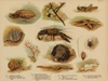 thmbnail of Diverse diersoorten
