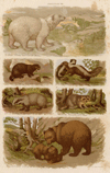 thmbnail of Diverse diersoorten met onderschrift
