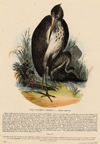Prent The common heron - Ardea cinerea