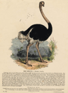 Prent The Ostrich - Struthio camelus