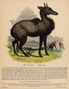 thmbnail of The Nyl Ghau - Antilope picta