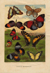 Prent Tropical butterflies