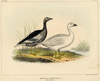 Afbeelding van de prent Bernicla antarctica (Magelhaengans) Prent Bernicla antarctica (Magelhaengans)