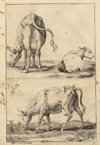 Afbeelding van de prent Runderen Prent Runderen