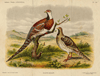 thmbnail of Elliots fazant