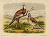 Afbeelding van de prent Elliots fazant Prent Elliots fazant