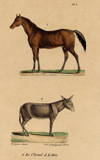 Prent Le cheval, l´ane (paard, ezel)