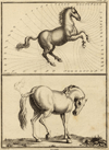 thmbnail of Paard
