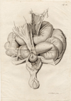 thmbnail of Anatomische prent van de darmen