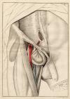 Prent Anatomische prent van mannelijk geslachtsorgaan