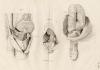 thmbnail of Anatomische prent van mannelijk geslachtsorgaan