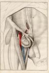 Prent Anatomische prent van mannelijk geslachtsorgaan