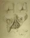 thmbnail of Anatomische prent