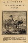 gravure De Vogelstruis