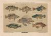 Prent Bright-coloured Fishes