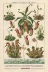 Prent Insectivorous Plants