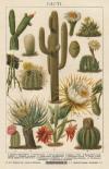 Prent Cacti