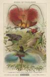 Prent Birds of Paradise