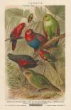 Prent Parrots