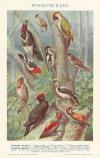 thmbnail of Woodpeckers