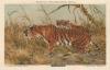 Afbeelding van de prent Royal Tiger (Felis Tigris) Prent Royal Tiger (Felis Tigris)