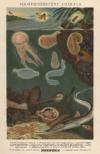 Afbeelding van de prent Phosphorescent Animals Prent Phosphorescent Animals