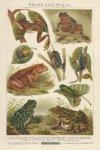 Prent Frogs and Toads
