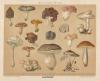 thmbnail of Esculent Fungi