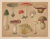 thmbnail of Poisonous fungi