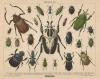 Prent Beetles