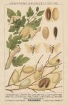 Afbeelding van de prent Silkworms and silk-culture Prent Silkworms and silk-culture