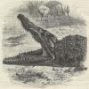 Prent Head of the crocodile of the Nile