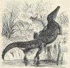 Prent Spitzkrokodil (Crocodilus americanus)