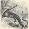 Prent Gavial (Gavialis gangeticus)