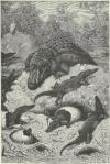 Prent A brood of alligators hatching